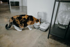 C200 Automatic Pet Feeder with Digital Timer & Ice Pack – up to 2 Wet or Dry Food Meals, No Apps or Wifi, Portion Control, Reliable Feeding for Cats & Small Dogs